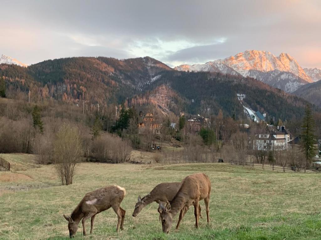 Api IV Zakopane Panzió Kültér fotó